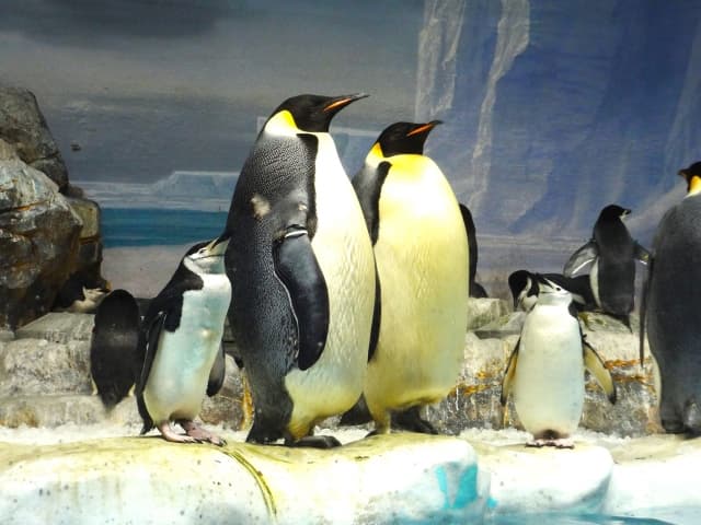 ペンギン展示